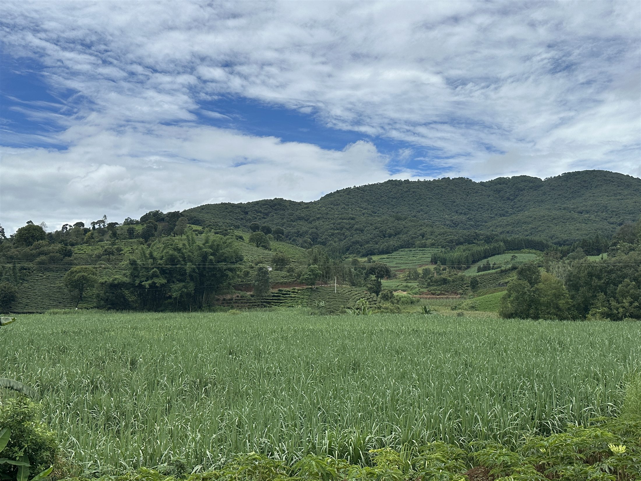 大面积山地甘蔗田与蓝天